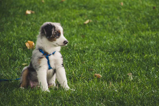Berger Australien : une race de chien unique et dynamique