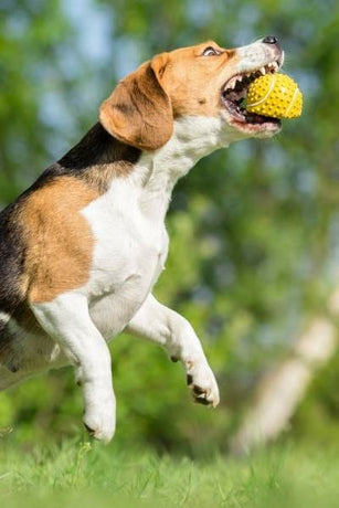Les dangers de la balle de tennis pour les chiens