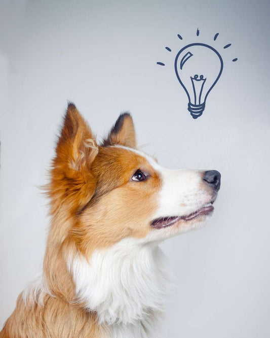 500 idées de noms de chien pour 2025 (lettre A)