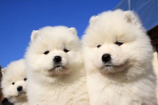 Des noms de chien stylés qui claquent pour votre fidèle acolyte
