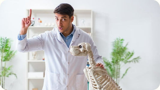 Croquettes pour chien : ce qu'en disent les vétérinaires