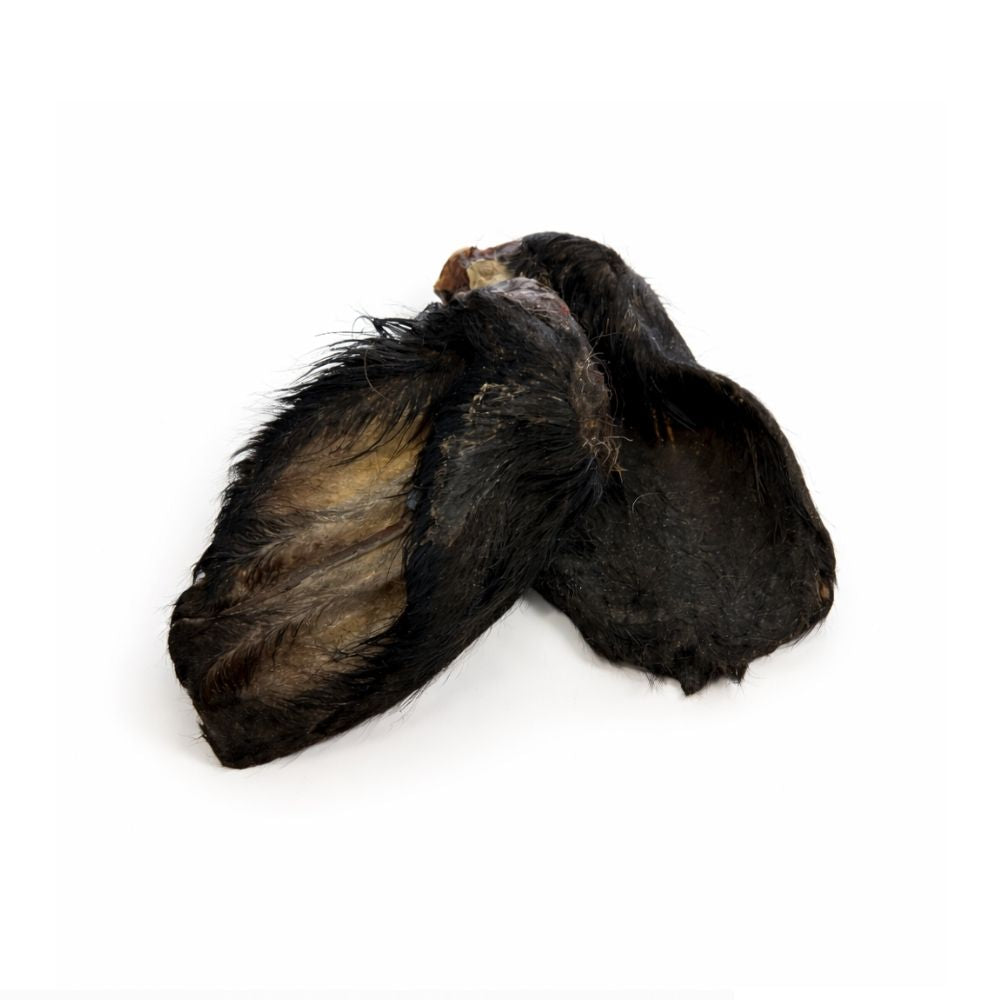 Oreille de boeuf avec poils