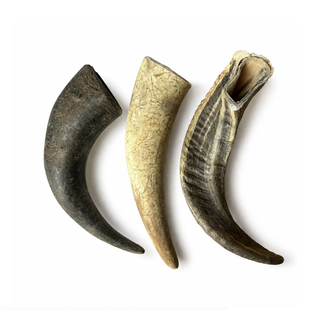 Pack Mastication 3 Cornes