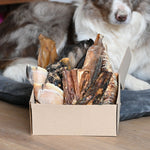Pack Mastication Robustesse