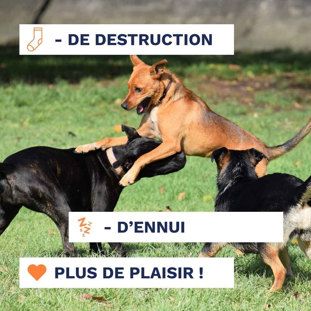 Pack Robustesse