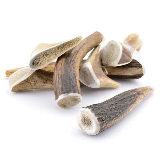 Bois de cerf entier