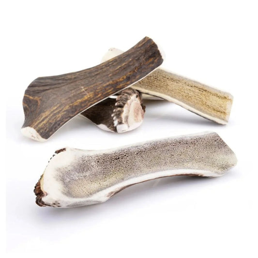Corne de cerf tranché