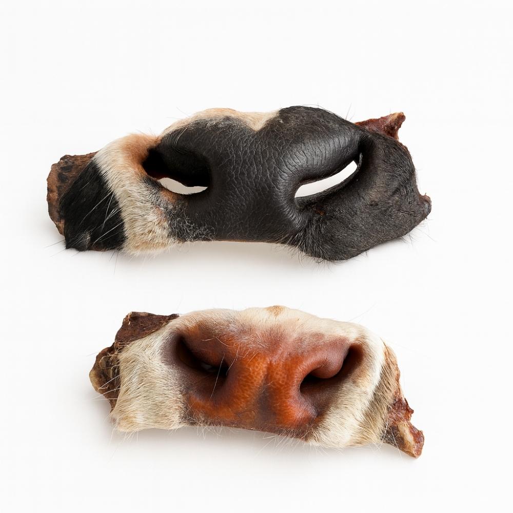 Museau de boeuf avec poils