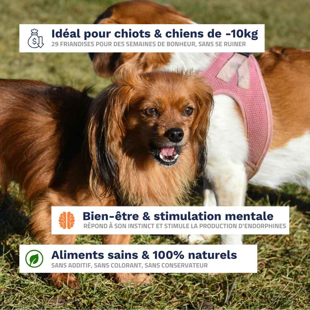 Pack Chiots et petits Chiens