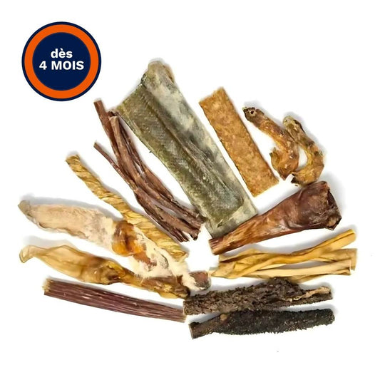 Pack Chiots et petits Chiens