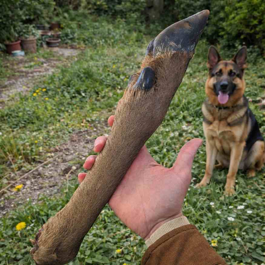 Patte de cerf