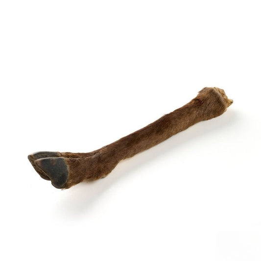 Patte de chevreuil