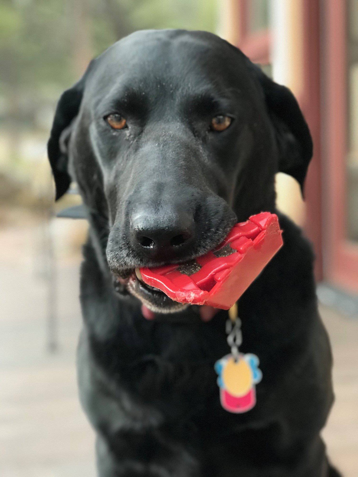 Part de tarte aux cerises rouge en nylon, jouet à mâcher pour chien
